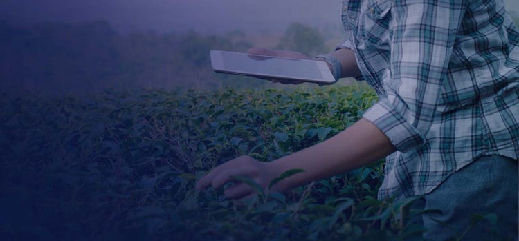 Sustainability: Leveraging green IT to get to net zero